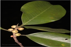 Ficus microcarpa